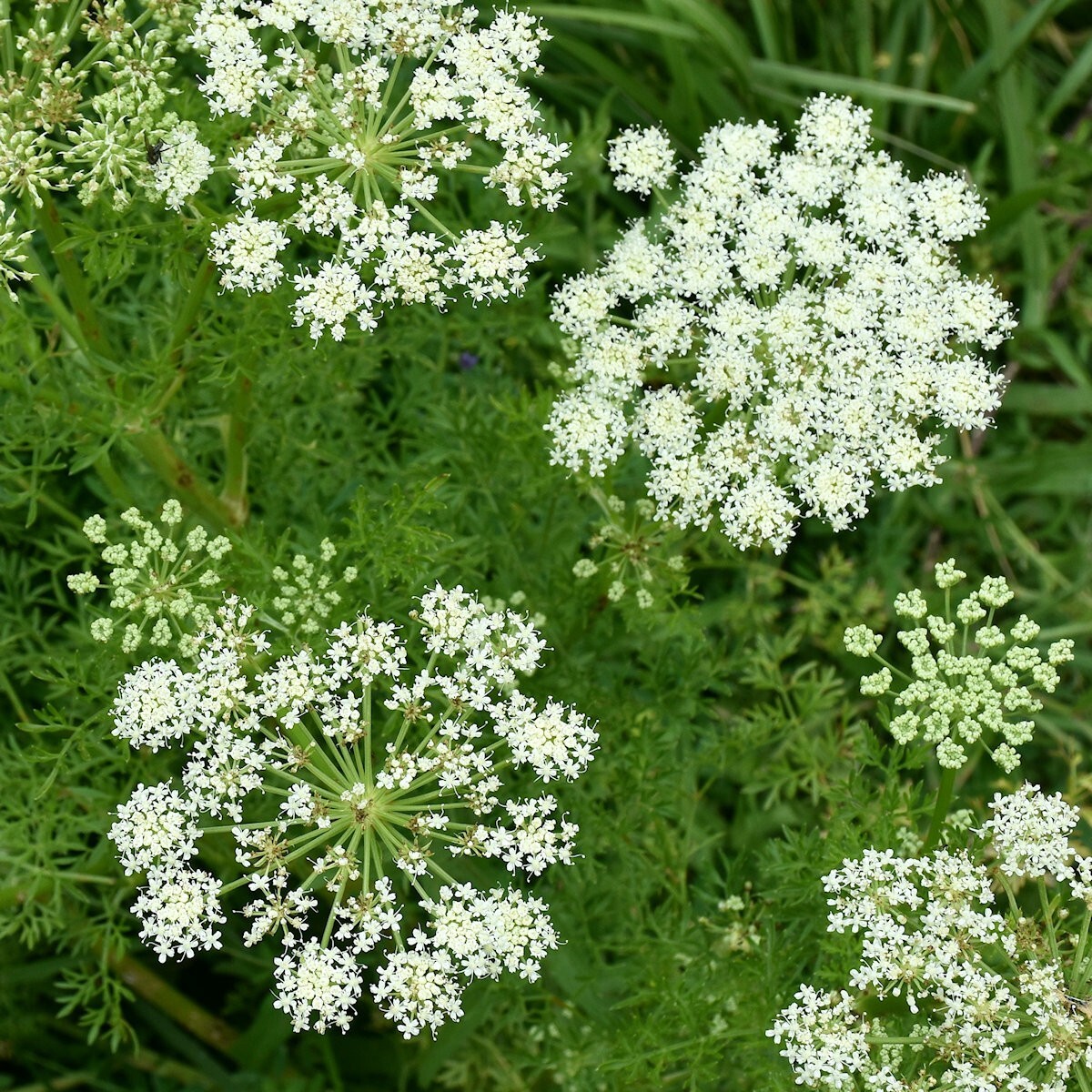 1/4 Lb Caraway Herb Seeds – Everwilde Farms Mylar Seed Packet