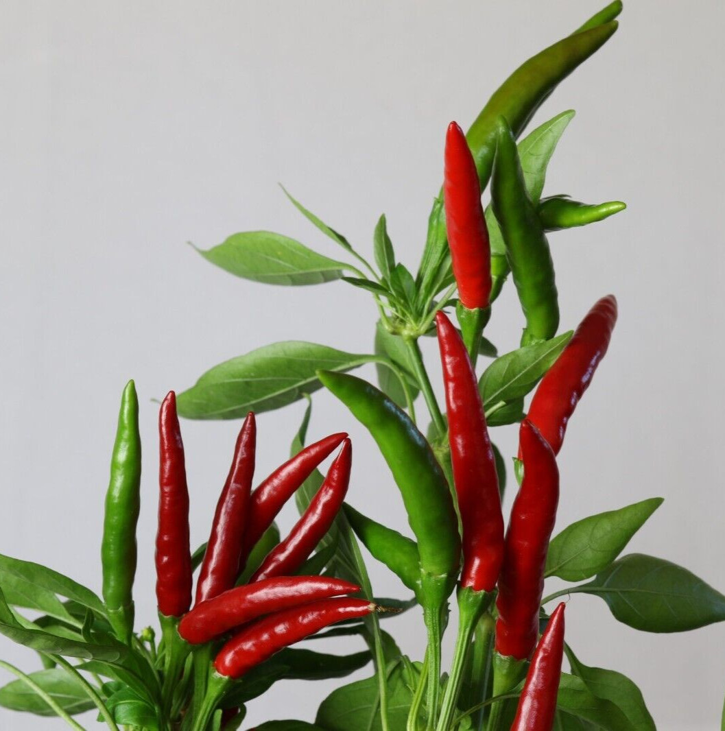20 Top-Quality Freshly Harvested Thai Hot Red Culinary Premium Pepper Seeds-A 77