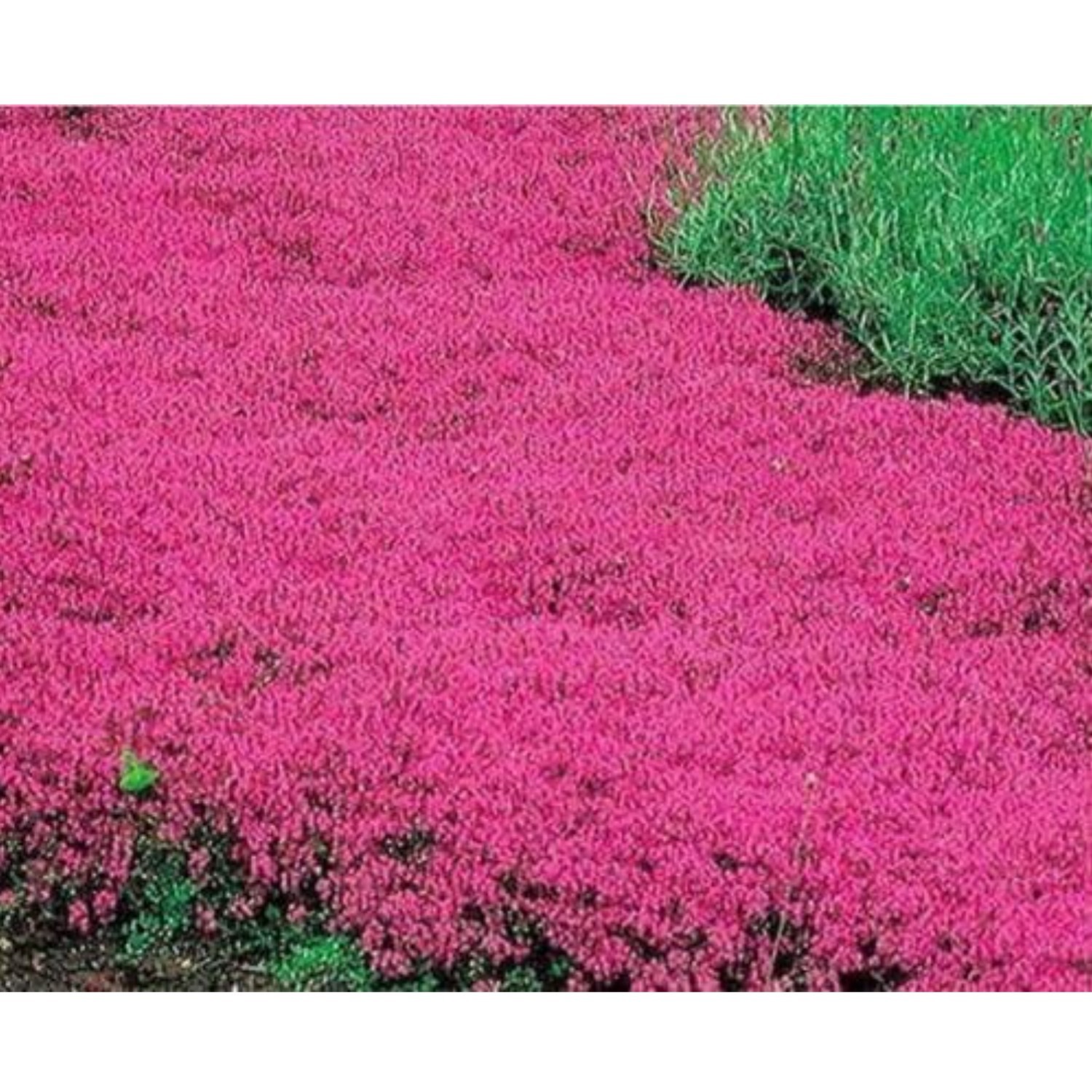 20000 Red Creeping Thyme Seeds Perennial Ground Cover Plant Seeds