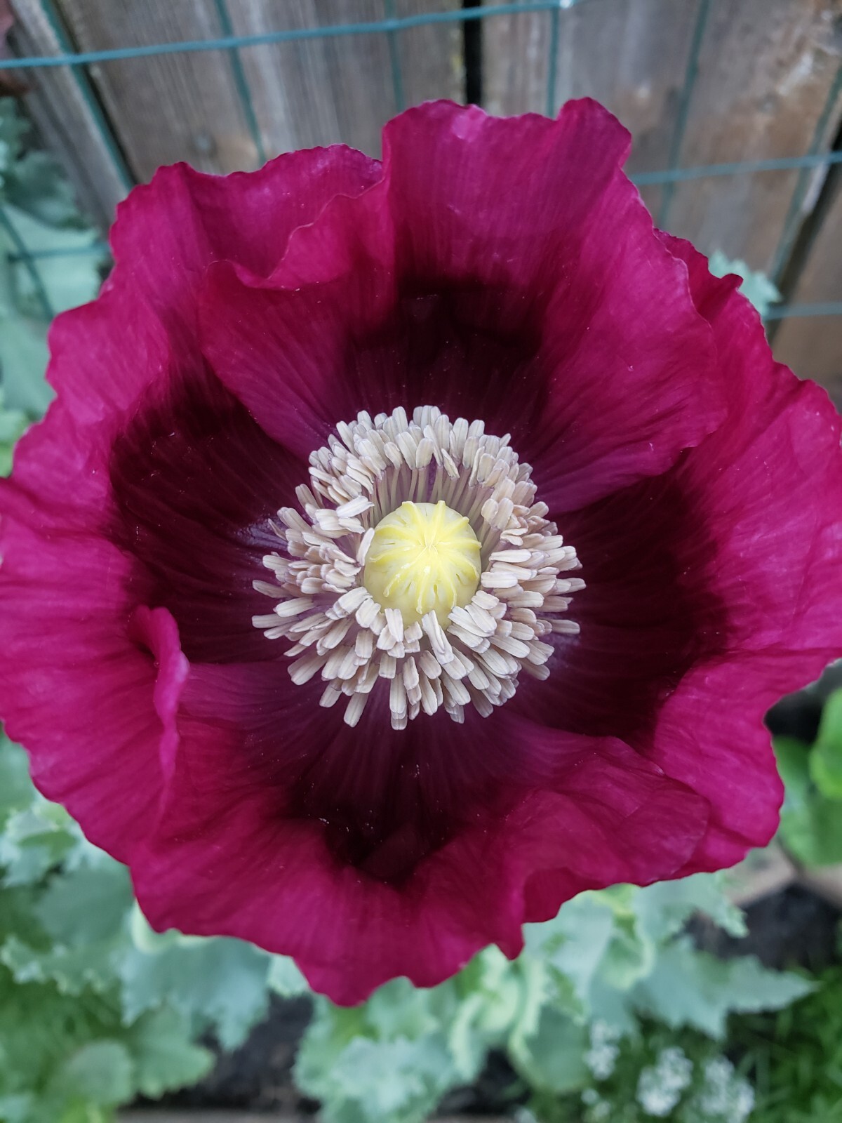 Mixed Poppy Seeds Several Varieties 100-200 Count *Free Shipping*