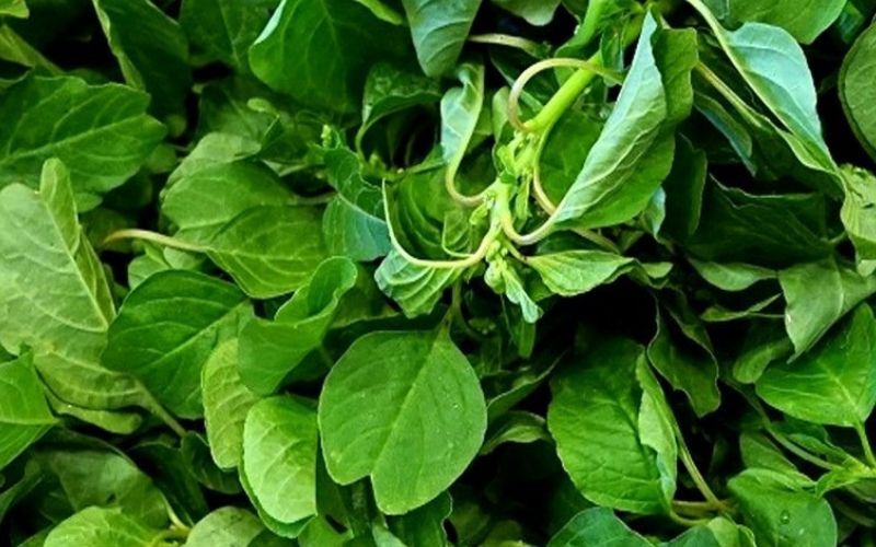 GREEN SPINACH, AMARANTH SEEDS, RAU DỀN CƠM , 绿菠菜 | 99% GERMINATION |
