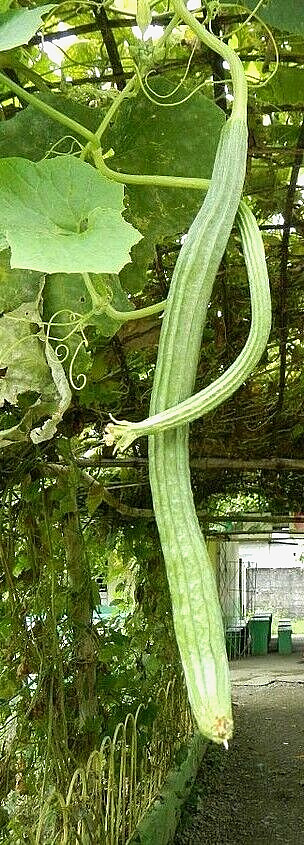 LOOFAH 10 SEEDS SPONGE LUFFA VEGETABLE SPRING HEIRLOOM VINE GOURD LOOFA NON-GMO