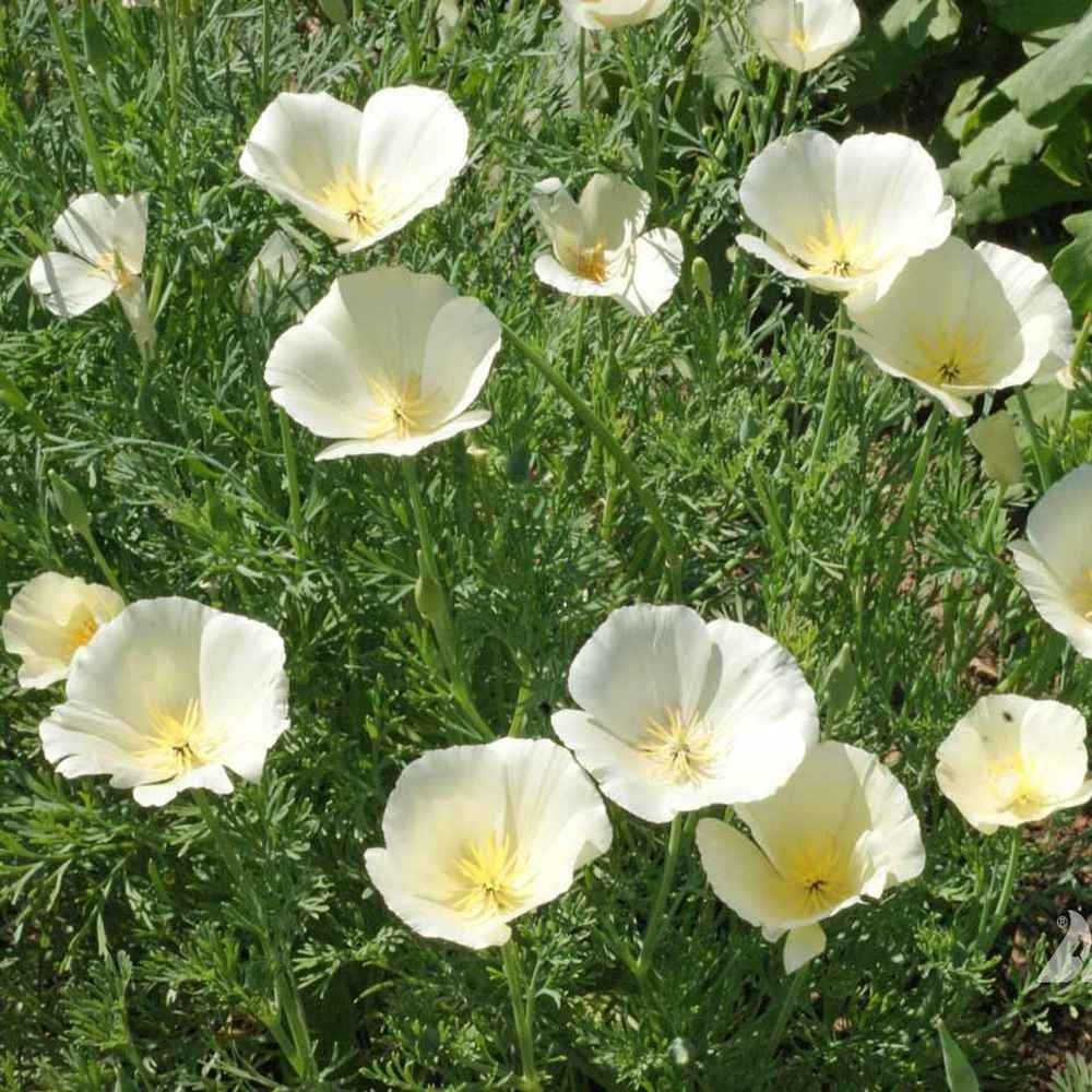 5000 Seeds Eschscholzia Drought Tolerant White California Poppy Flower Seed