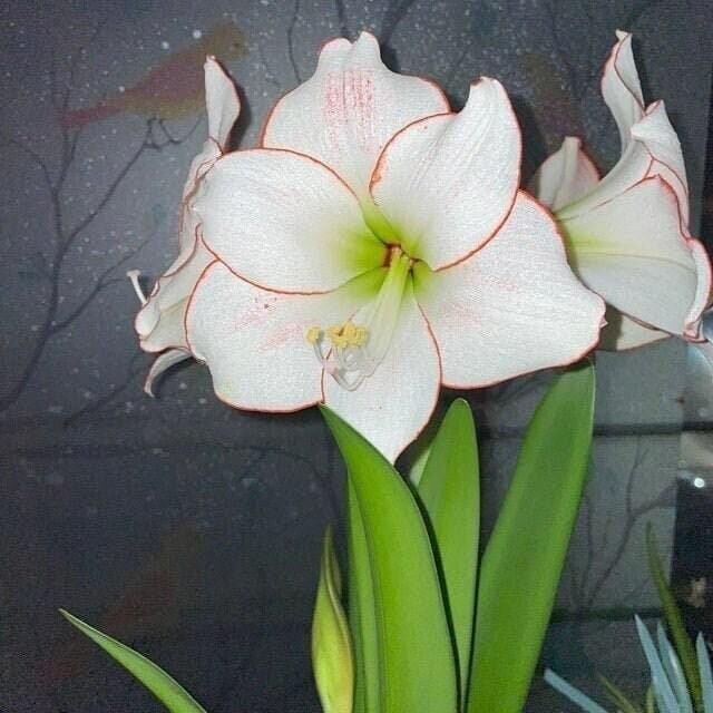 PICOTEE Jumbo Amaryllis 32/34 cm – US Seller