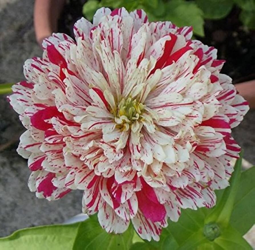 150 Zinnia Candy Striped Flower Seeds Mix / Heirloom / Double Flower / Non-GMO