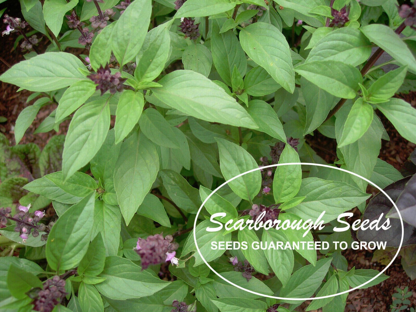 SCARBOROUGH SEEDS 500 Thai Basil Seeds Heirloom NON-GMO Fragrant Herb From USA