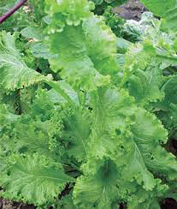 MUSTARD GREENS SEED, SOUTHERN GIANT, HEIRLOOM, NON GMO, 100 SEEDS,