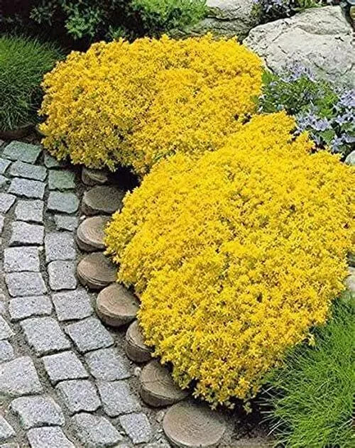 2000+ Yellow Creeping Thyme Seeds For Planting Thymus Serpyllum – Heirloom Cover