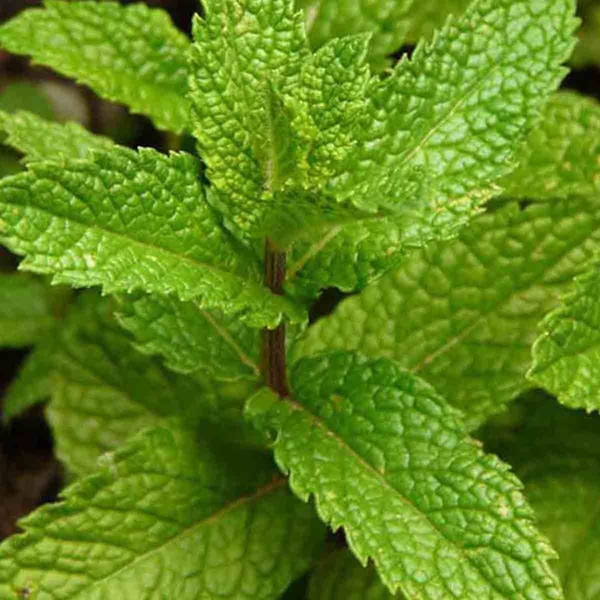 1000 LEMON BALM CITRONELLA PERENNIAL SEEDS MOSQUITO INSECT REPELLENT NON-GMO US