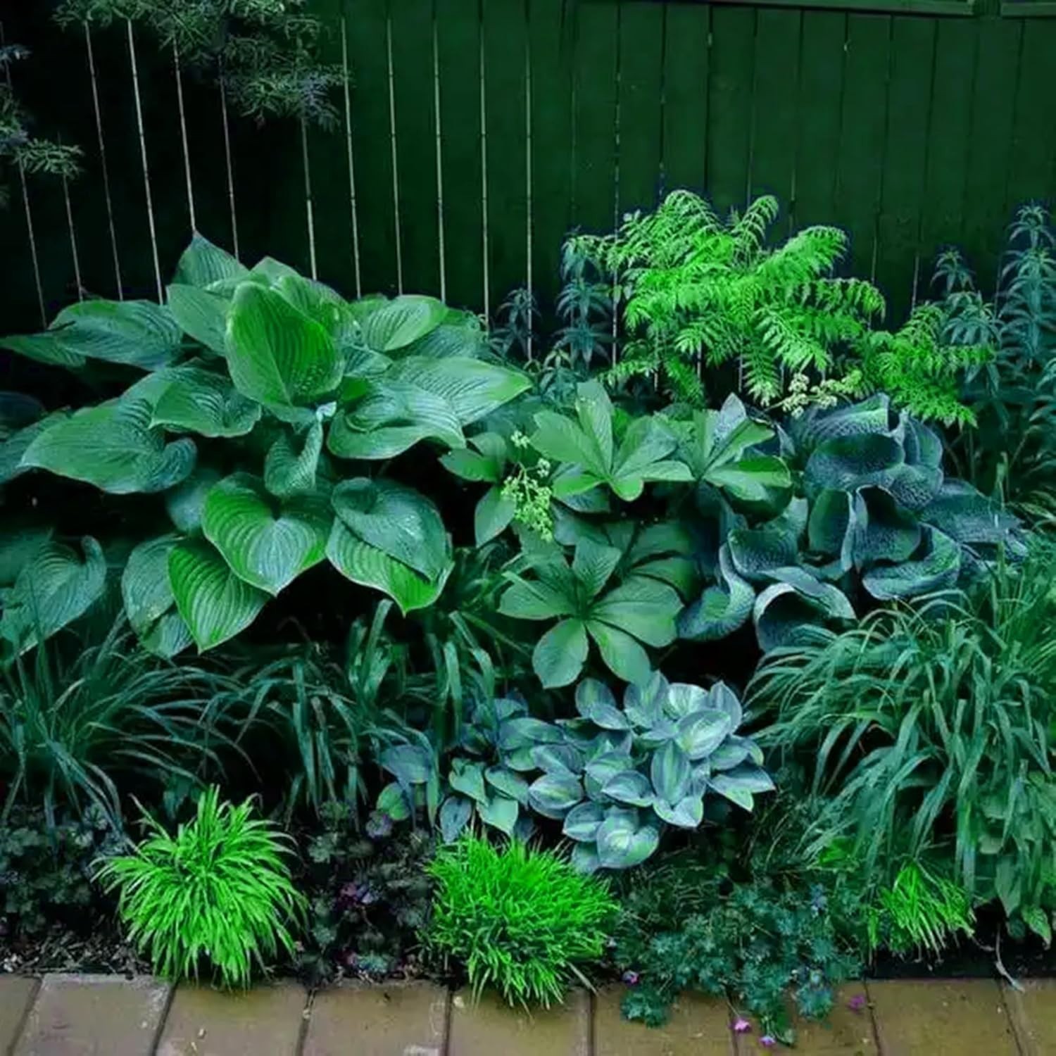 Hosta Seeds for Planting, 290+pcs Rare Perennial Hosta Flower Seeds, Non-GMO …