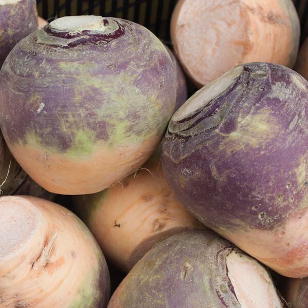 1000 American Purple Top Rutabaga Seeds – Heirloom Non-GMO Leek Seeds