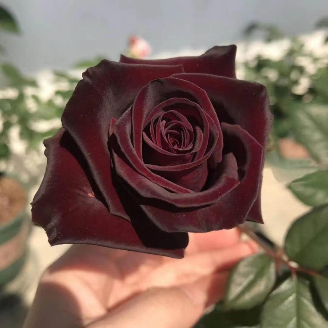 20 SEEDS for Maroon RARE Rose hybrid tea flower bud Bush exotic plant USA Seller
