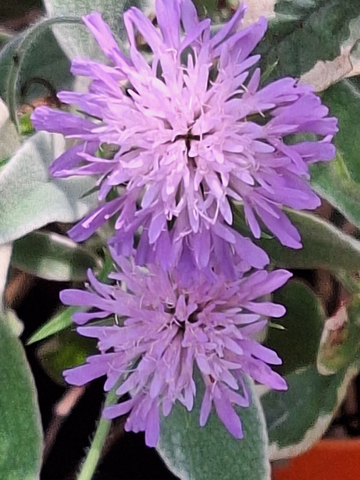 KNAUTIA, MIXED COLORS 100 SEEDS, RED, PINK, LAVENDER, PERENNIAL *EZ TO GROW*