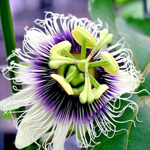 PURPLE PASSION FRUIT FLOWER SEEDS Granadilla Passiflora edulis Garden Vine Plant