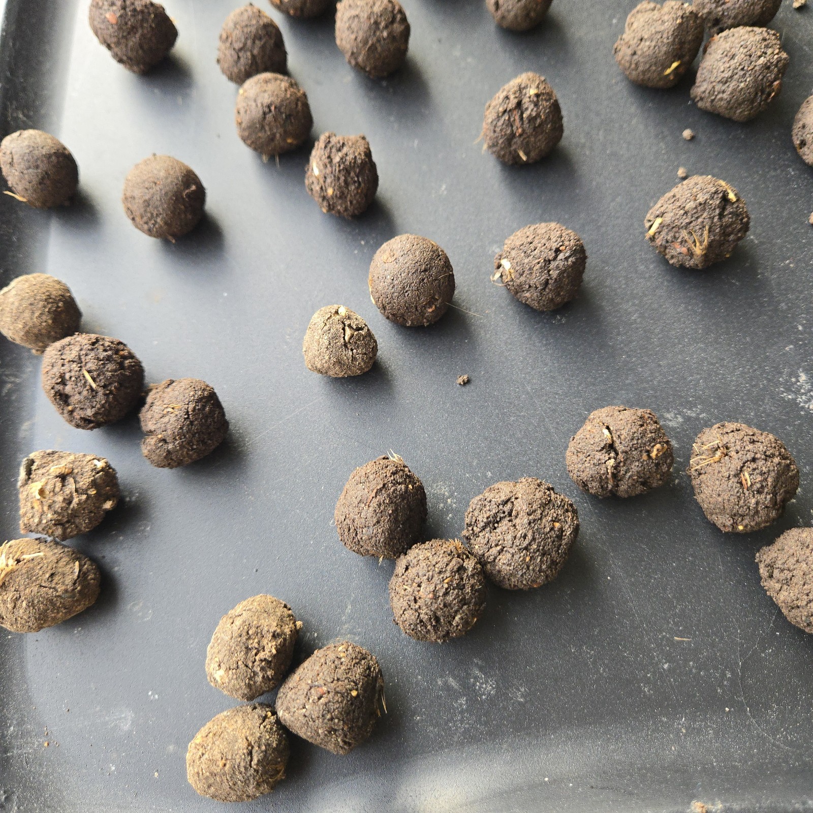 Midwest Wildflower Seed Balls Bombs Annual/perennial Premium Organic Seed Mix