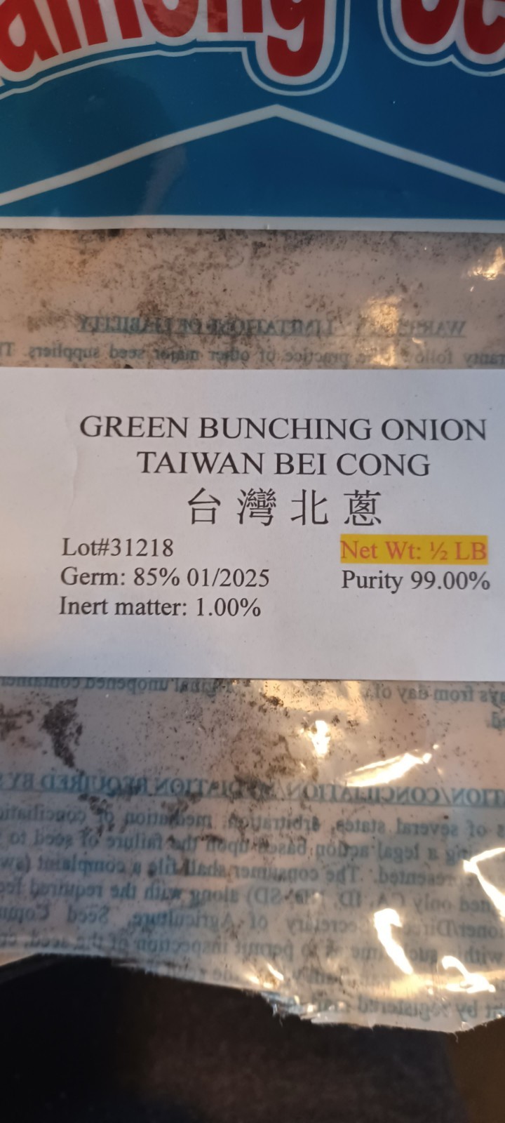 1000+Green Bunching Onion-Bei Cong Seeds, NON-GMO, FREE SHIPPING USA Seller