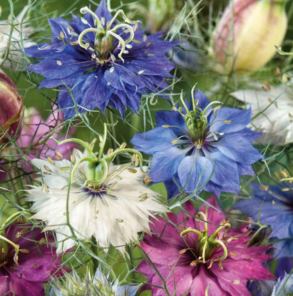 3 Pack Flower Seeds~Organic Heirloom~ Love In A Mist~Hollhock~Bachelor Button