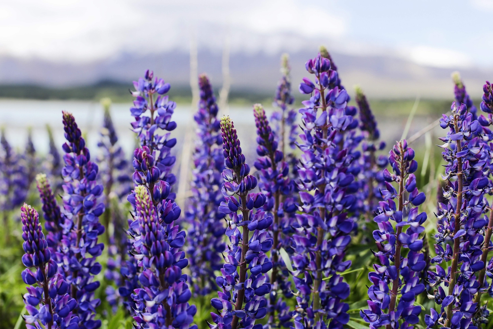100 PERENNIAL LUPINE Blue Violet Lupinus Perennis Wild Sundial Purp Flower Seeds