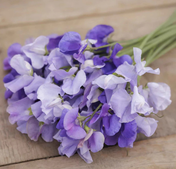 Sweet Pea BLUE MIX Fragrant Climbing Vine Blue Flowers Non-GMO 25 Seeds!