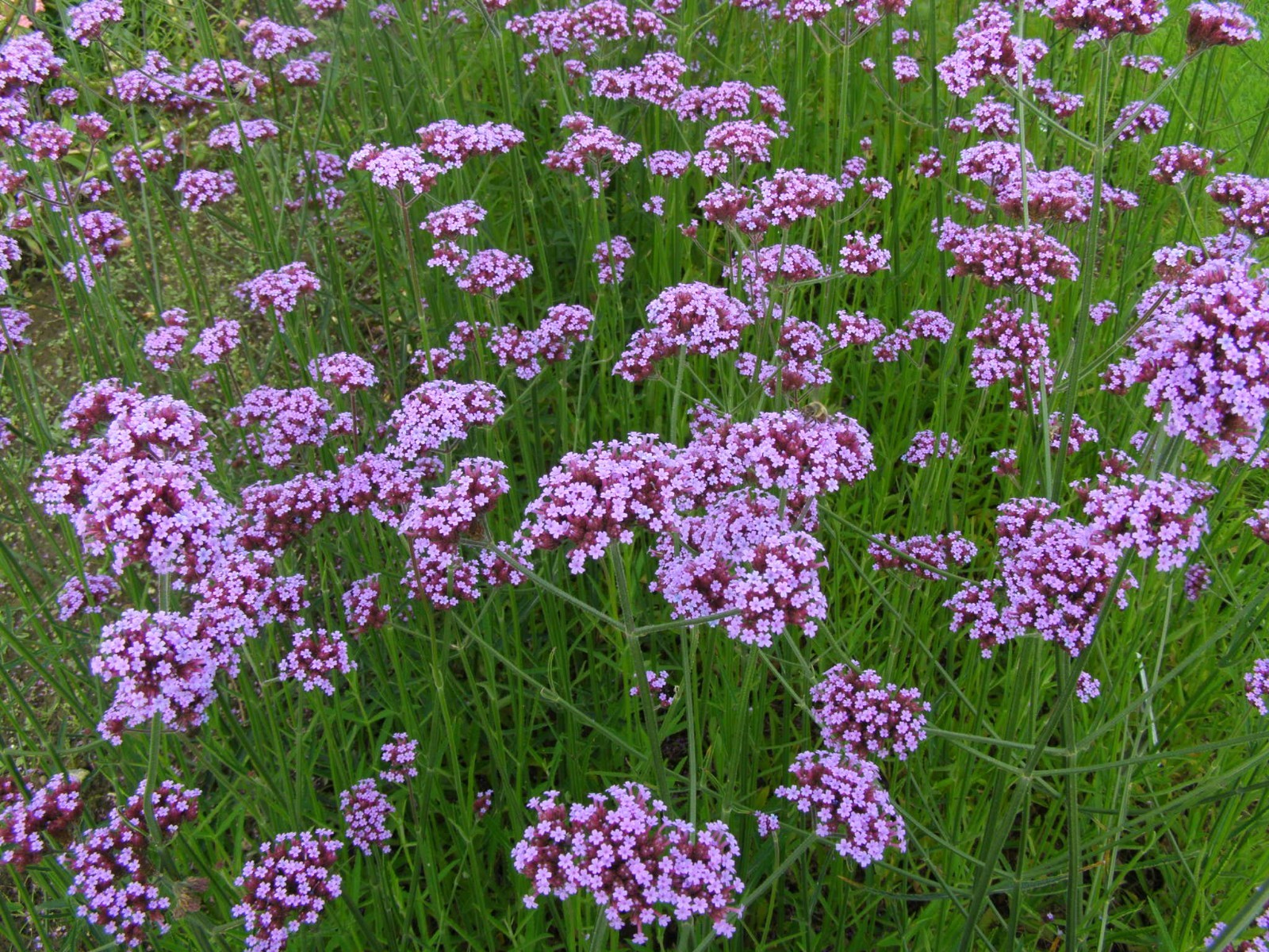 175 Verbena bonariensis – Vervain – Drought Tolerant – Attract Butterflies