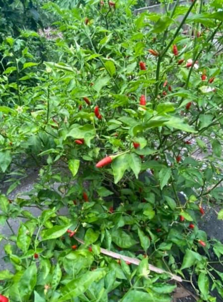 50+ SEEDS Bird’s Eye Chili Pepper SILING LABUYO NON GMO Buy2get1FREE!