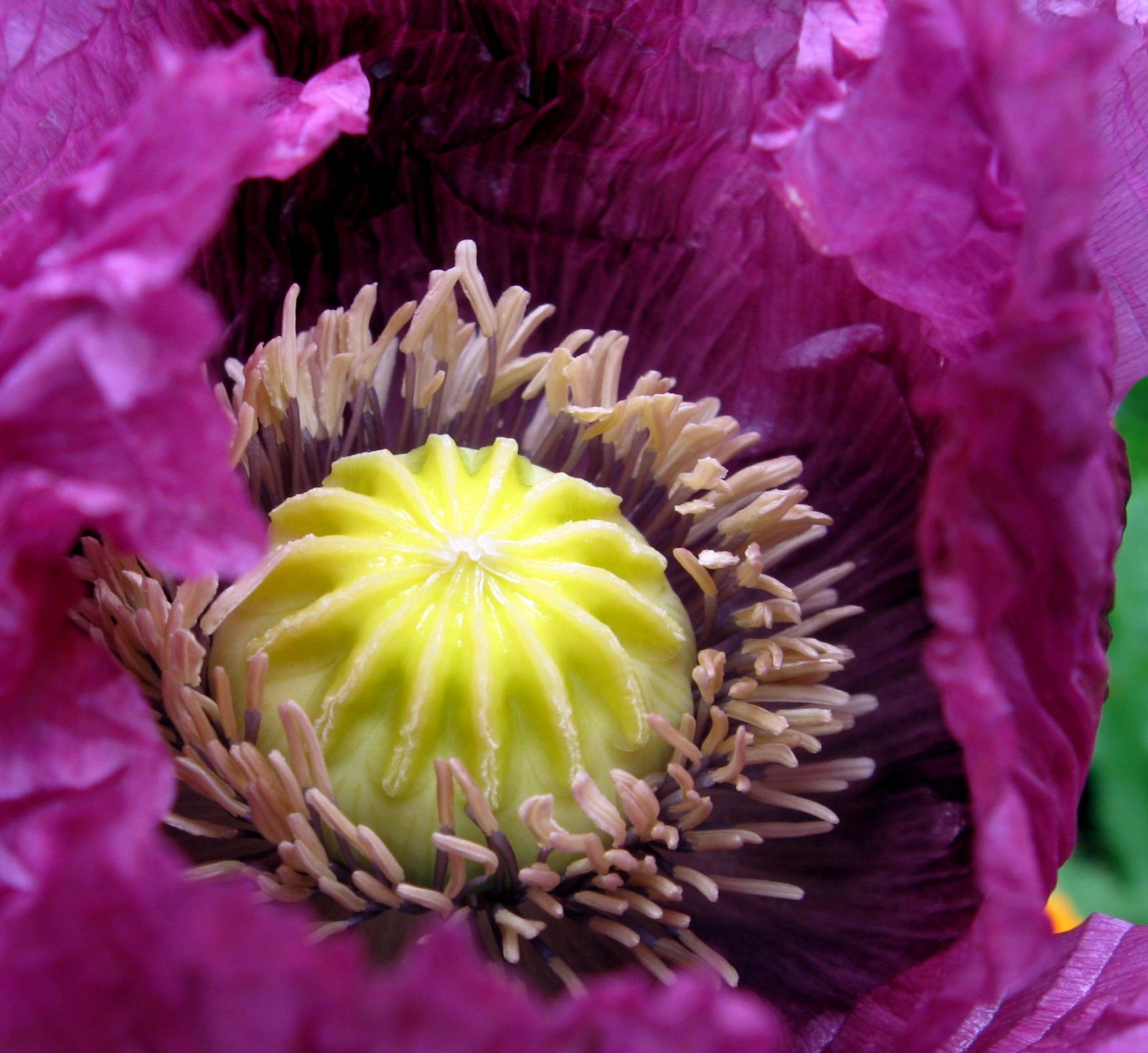 500+ COLD STRATIFIED Poppy Seeds RARE Somniferum blooms DECORATIVE Pods Non-GMO