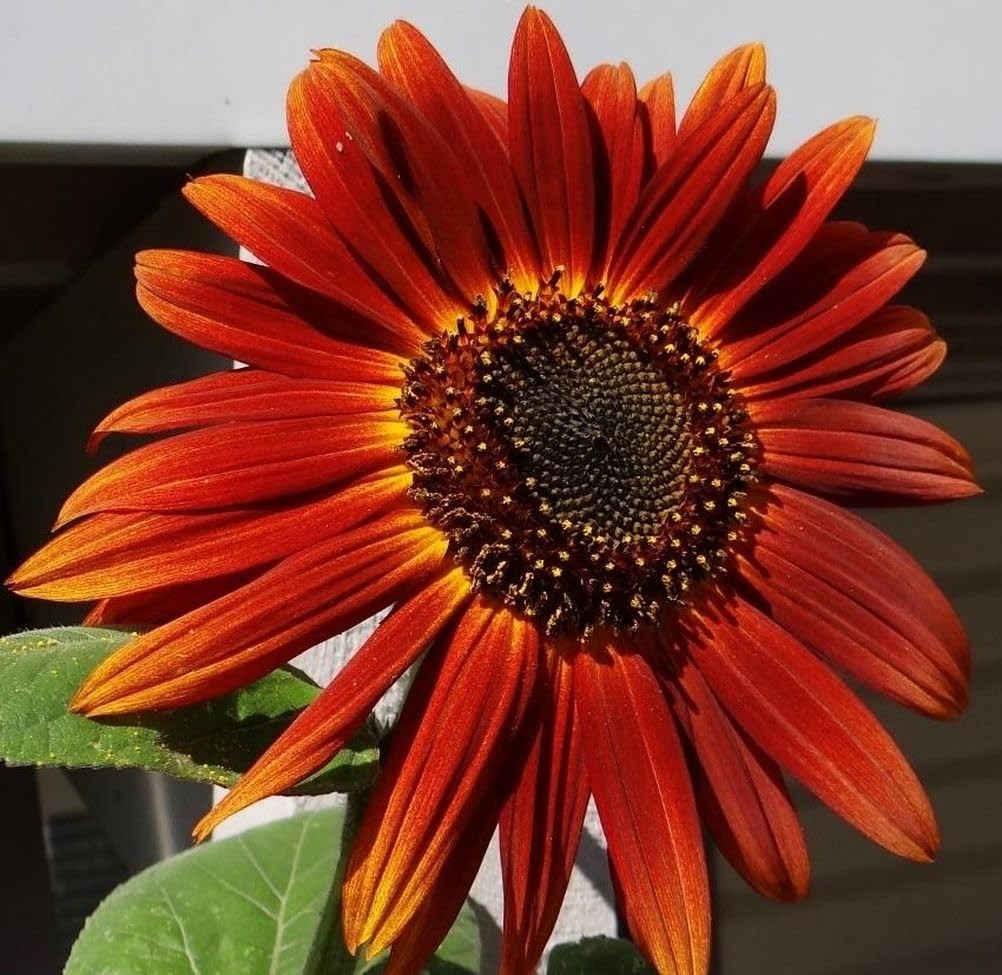 Mixed Varity Sunflower Seeds for Planting – 200+ Heirloom Non-GMO Giant Red P…