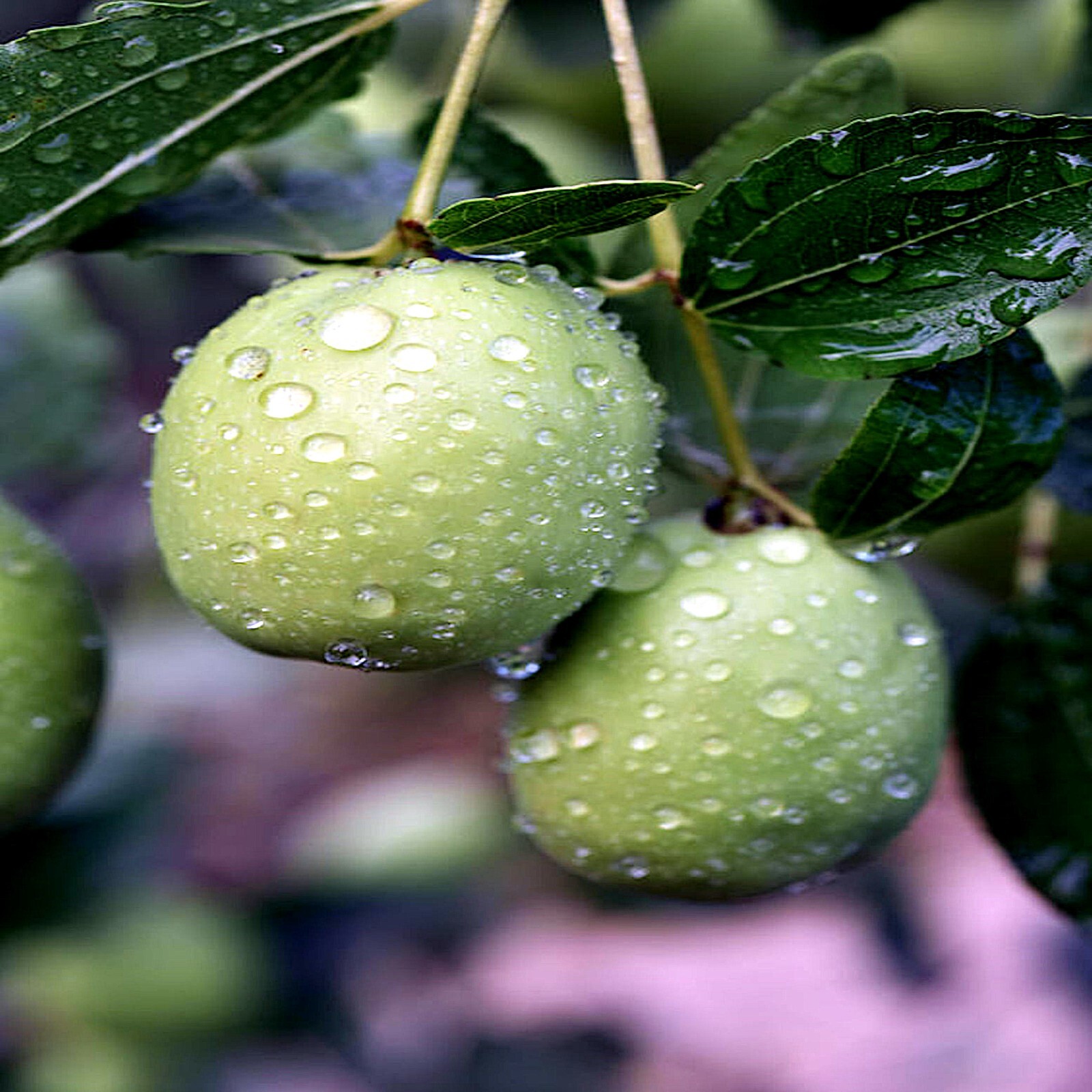 JOJOBA TREE SEEDS (Simmondsia chinensis) Medicinal Fruit Oil Goat Nut Plant RARE