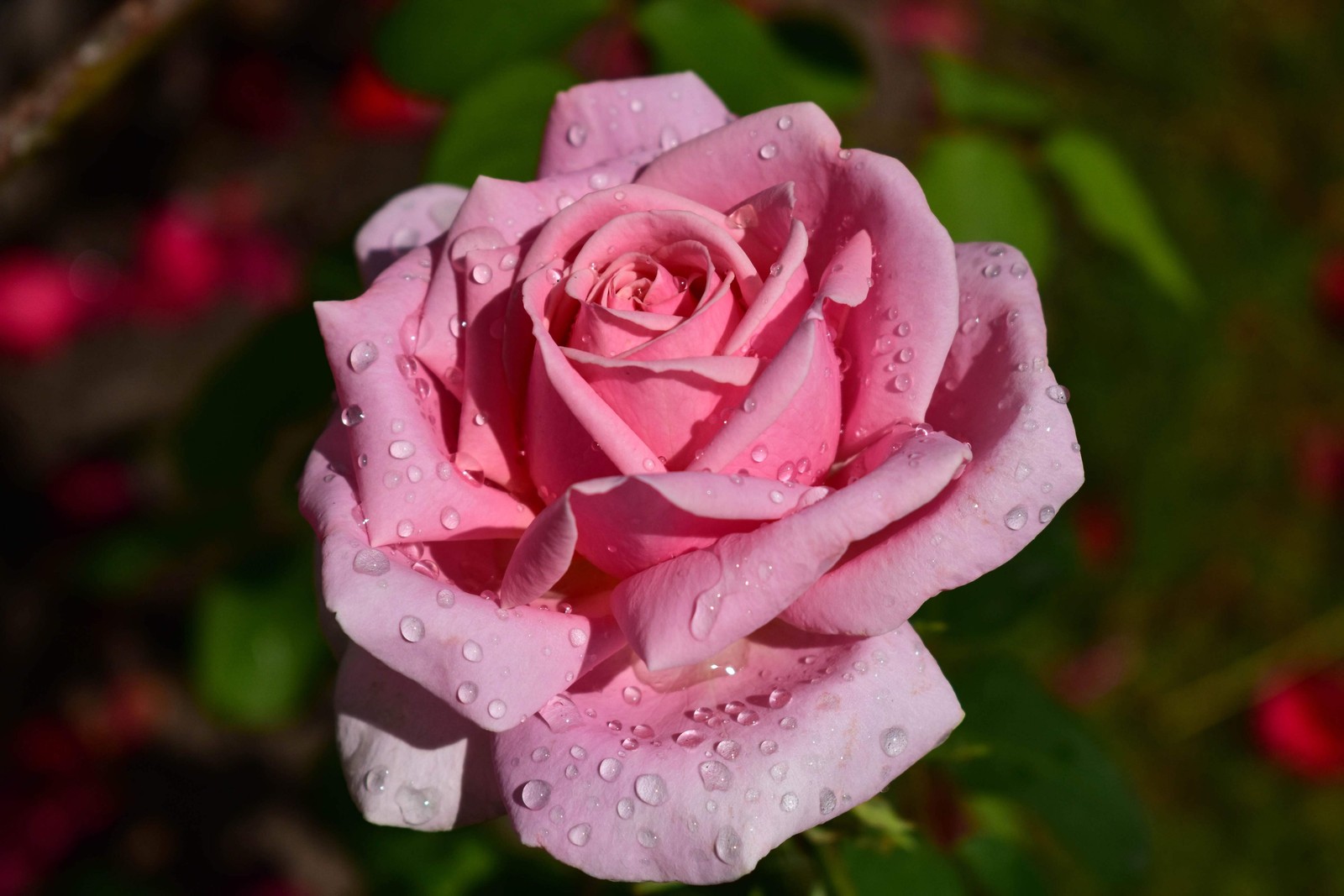 5 PINK ROSE Rosa Bush Shrub Perennial Flower Seeds *Flat S/H