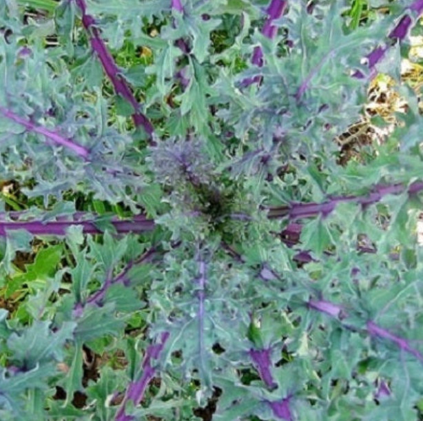 KALE GARDEN BLEND 4 Types Heirloom MicroGreens Saute Healthy Non-GMO 200 Seeds!