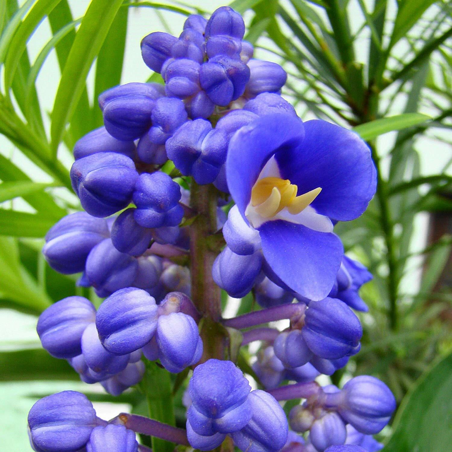 1 Hawaiian Blue Ginger Plant Root – Easy to Grow- Fragrant Once Bloomed