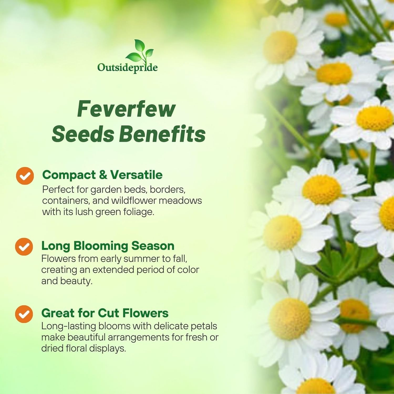 5000 Seeds Feverfew Seeds For Planting | White Chrysanthemum Feverfew Herb Seeds