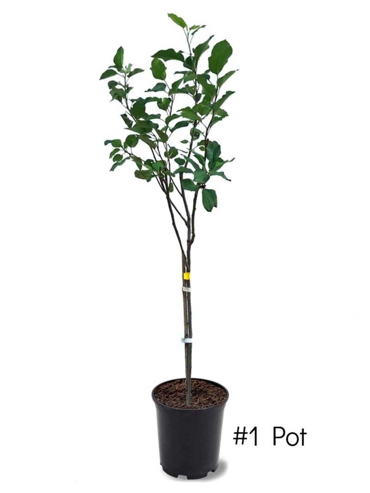 Empire Apple grafted 5x5x12 inches pot size 1 year old