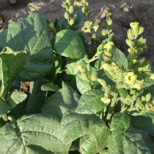 5,000+ Aztec Nicotiana rustica Sacred Tobacco Seeds For Planting, Ceremonial