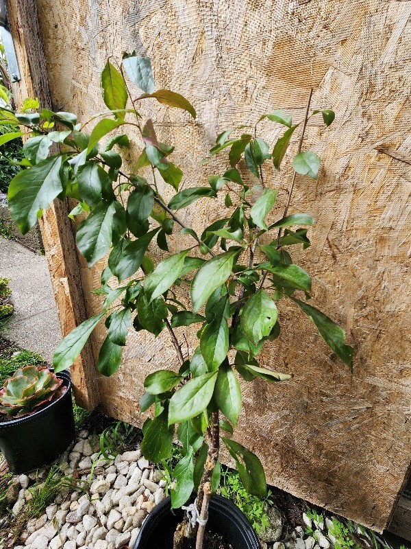 Mature Japenese Howard’s Miracle Plum Tree Large 28” Tall Airlayed 2 Yrs Old