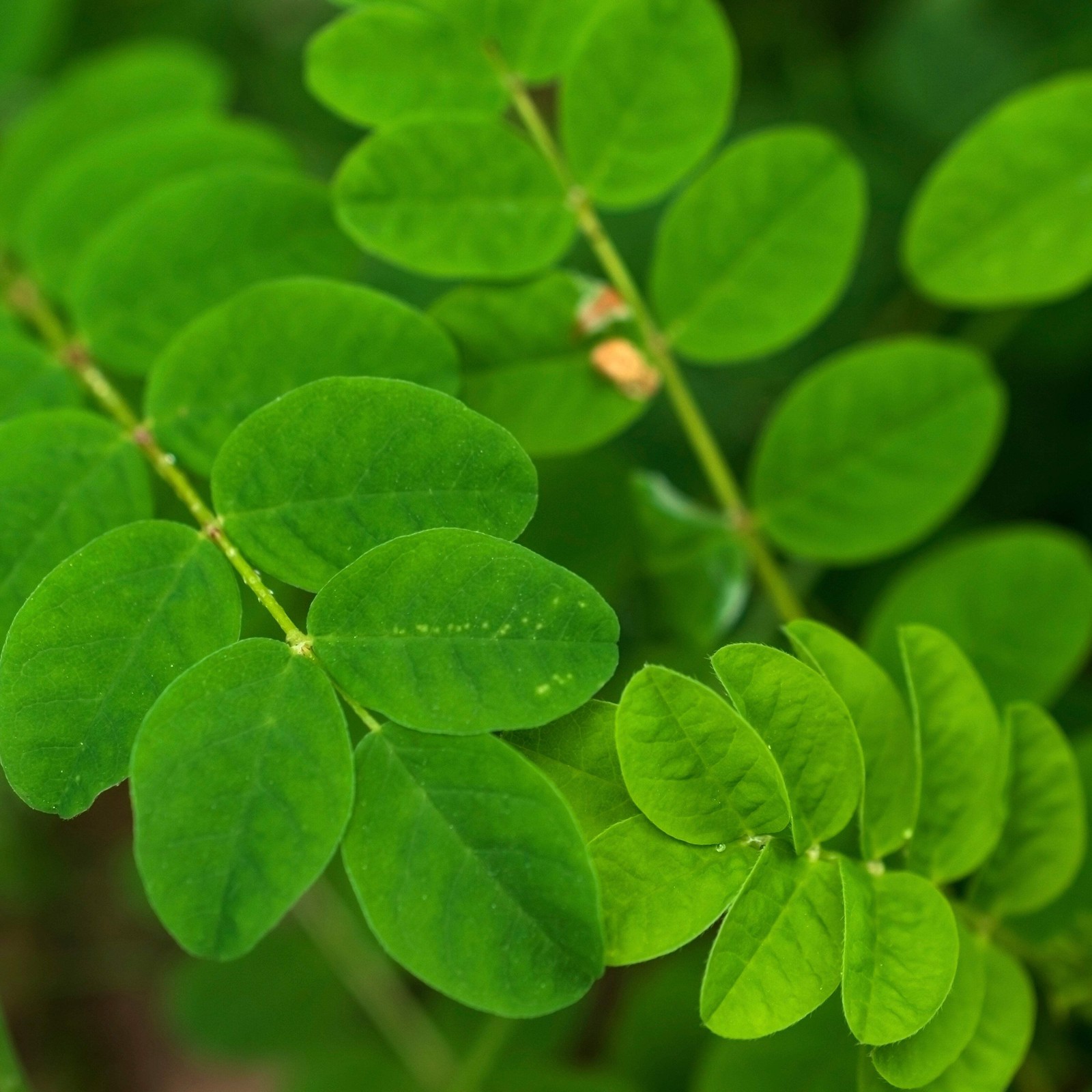 Astragalus Seeds (Astragulus membranaceus) ~Traditional Herb Perennial Garden