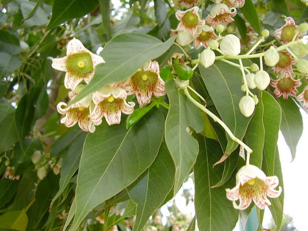 1-1000 PCS Bottletree Tree Seeds Brachychiton Populneus White Red Flower 0177