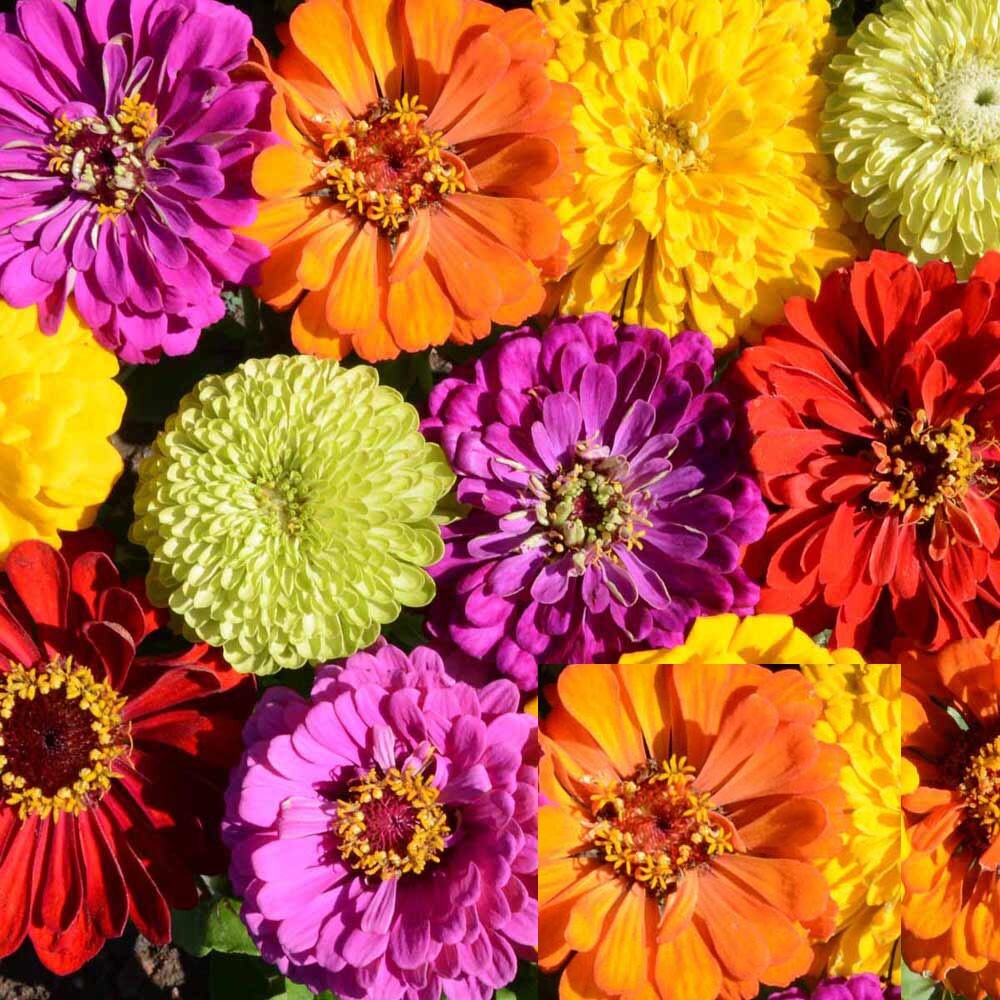 Zinnia Seeds TALL MIX LANDSCAPER’S Pack Bulk Heirloom elegans Non-GMO 500 Seeds!