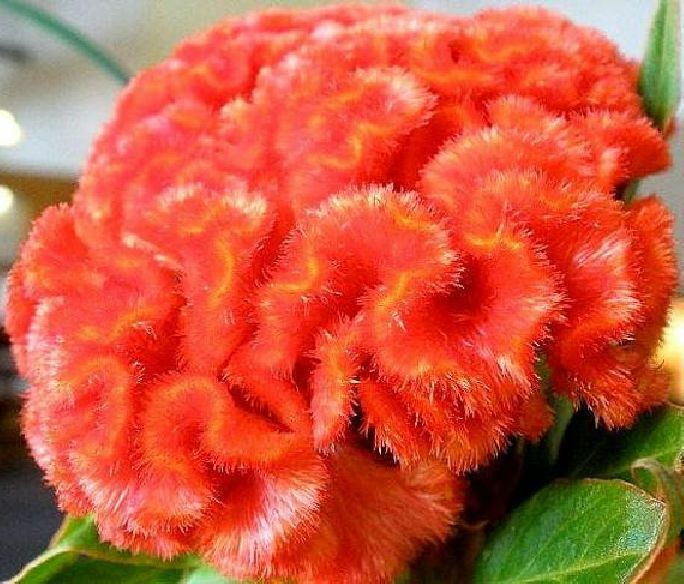 100 Seeds Orange Cockscomb Seeds G78.5 , Heirloom Non-Gmo Annual Unusual Blooms