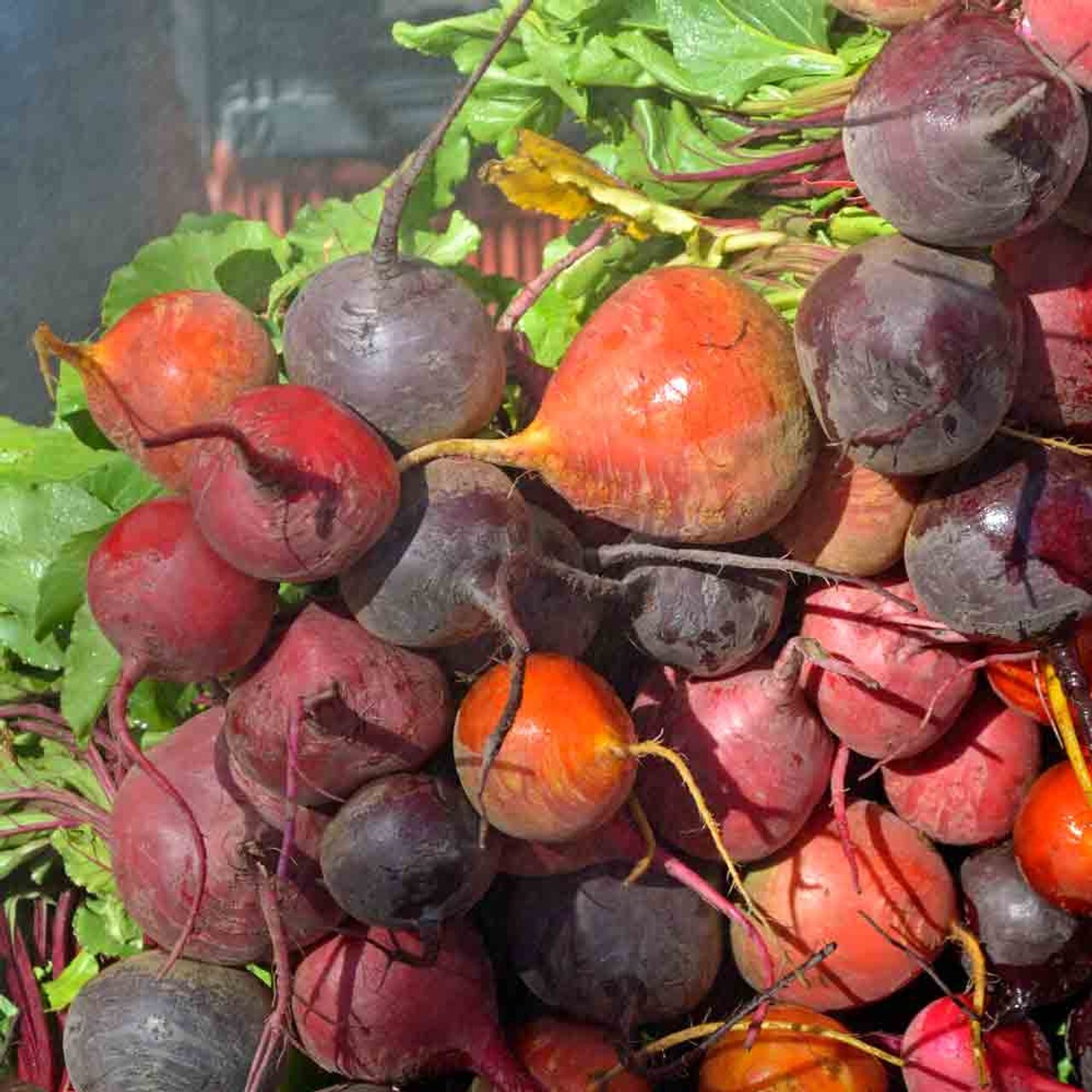 Rainbow Blend Beet Mix 50 Ct Heirloom Garden Multiple Colors NON-GMO FREE S&H