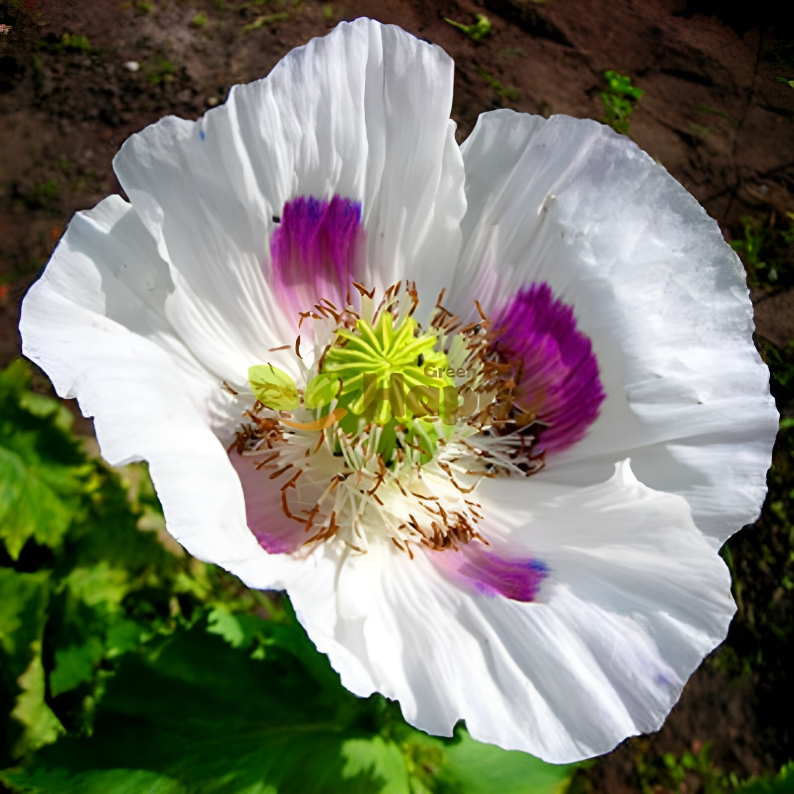 1,000 Blue Moon Poppy Seeds – P. Somniferum – Off White Blooms With Purple Eyes