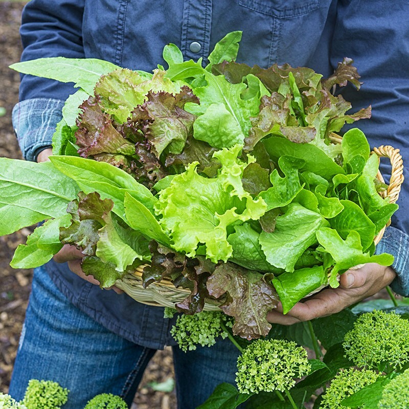 6 PACK LETTUCE SEED COLLECTION ~ heirloomseedguy ~ 2026 ~ NON-GMO