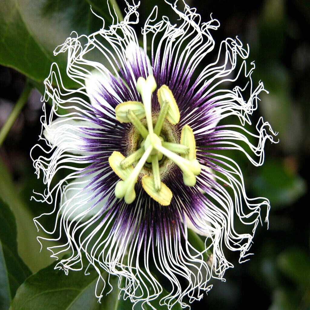 PURPLE PASSION FRUIT FLOWER SEEDS Granadilla Passiflora edulis Garden Vine Plant
