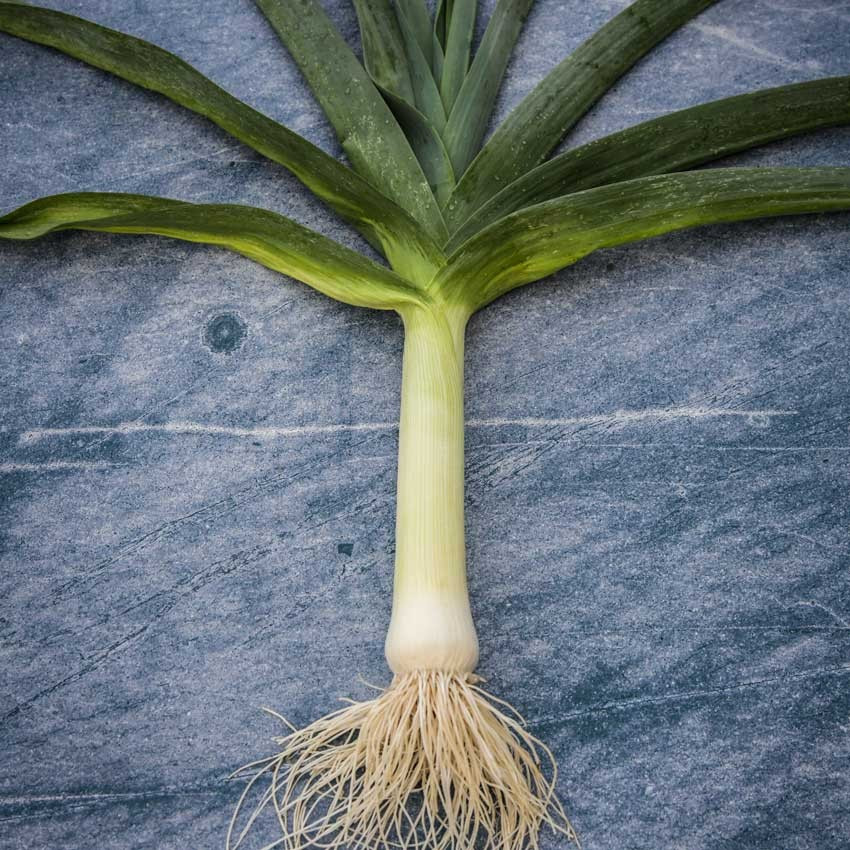 250+ CARANTAN LEEK SEEDS — LARGE —– HEIRLOOM — ORGANIC — FRESH