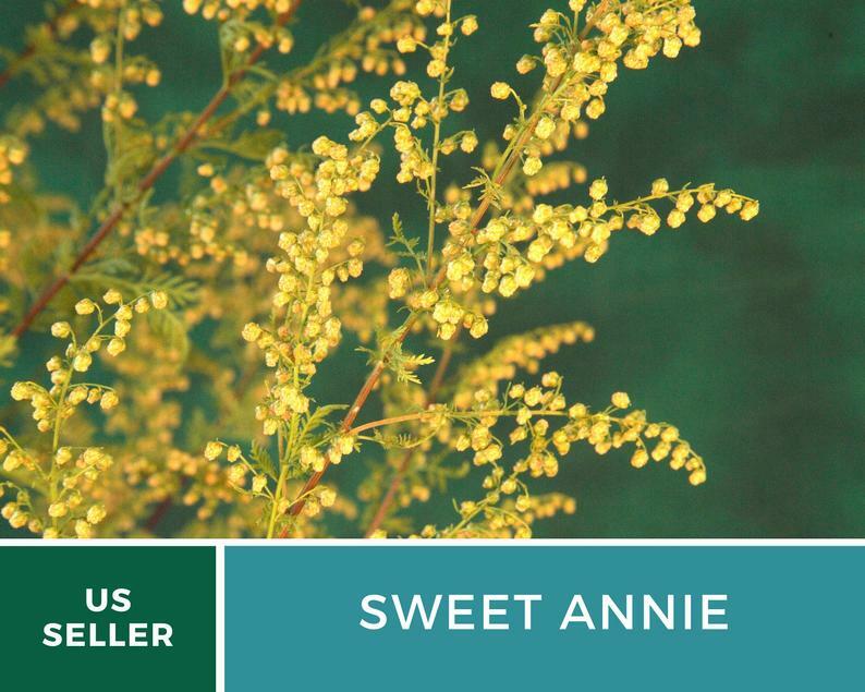 Sweet Annie – 50 Seeds – Medicinal Herb – GMO Free (Artemisia annua)