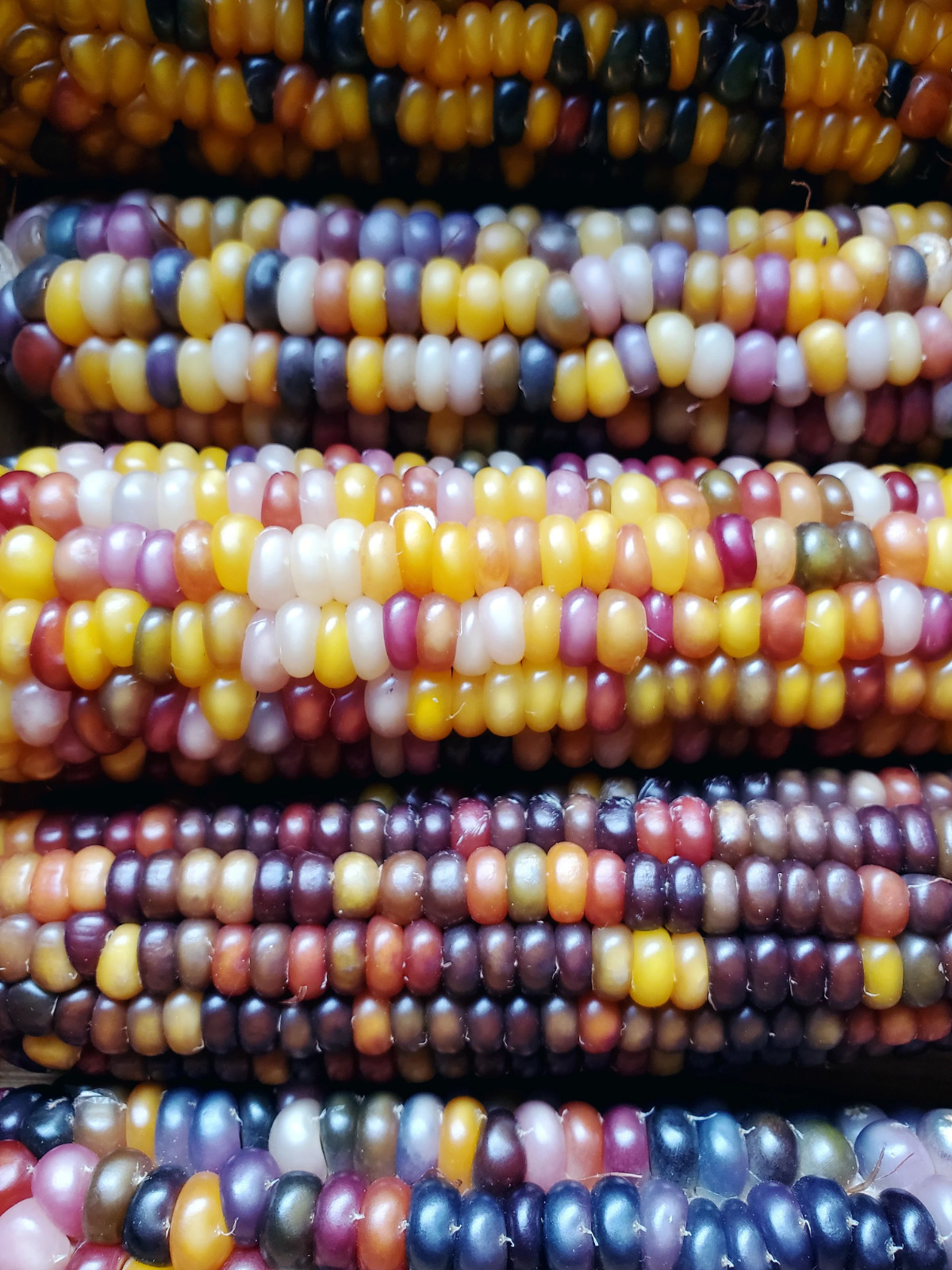 25+ Glass Gem Indian Corn Seeds For Planting Beautiful And Vibrant! Organic