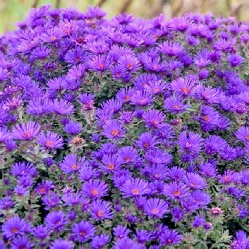 New England Aster Seeds – Symphyotrichum novae-angliae – Heirloom Fall Perennial