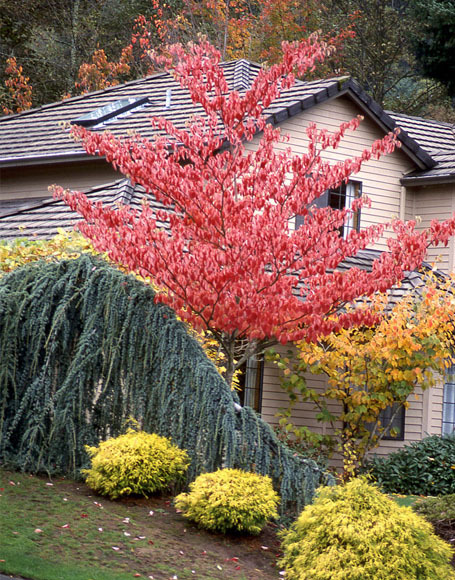 Giant Dogwood, Cornus controversa, Tree Seeds