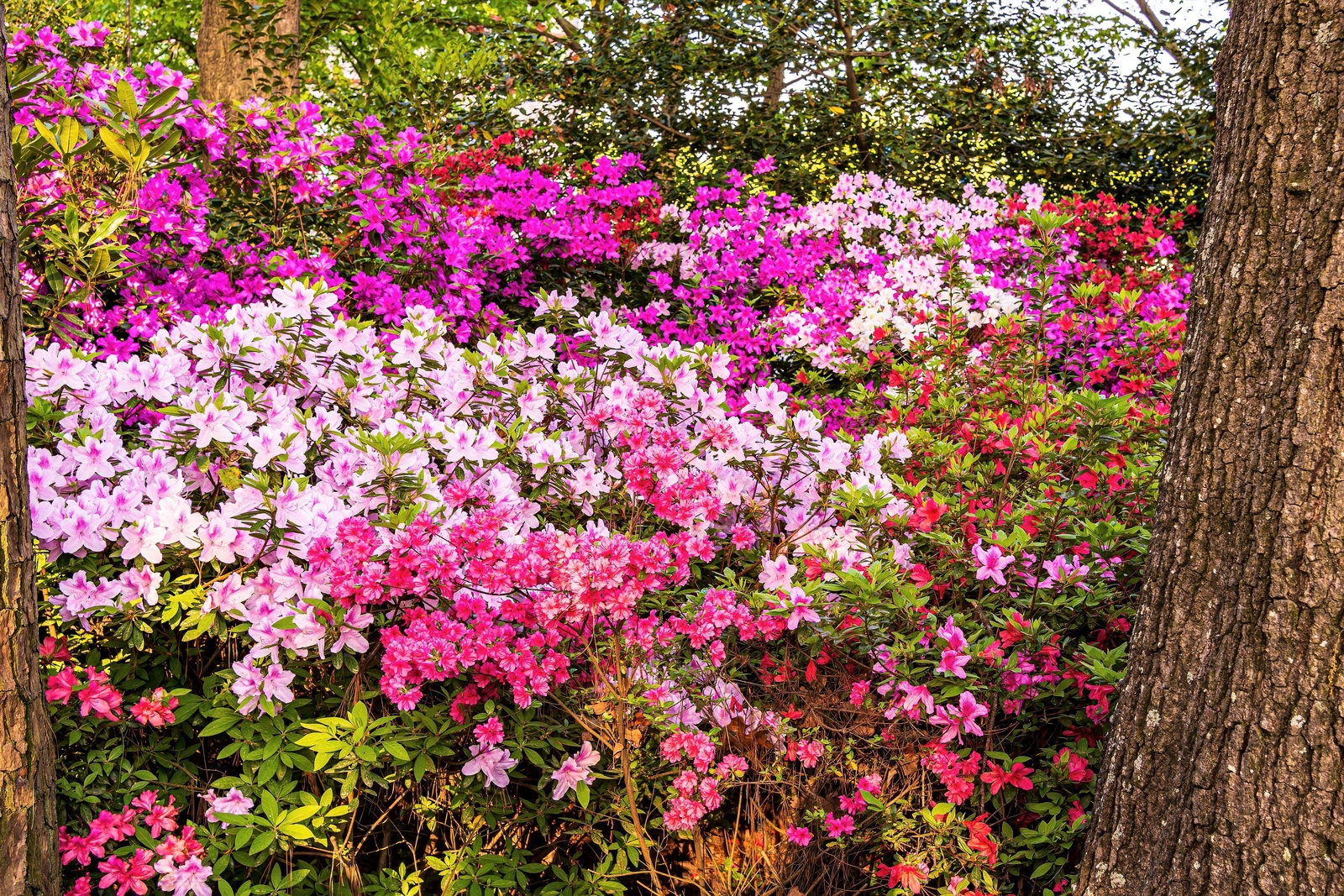 25 MIXED COLORS AZALEA Rhododendron spp Red Purple Flower Shade Bush Shrub Seeds