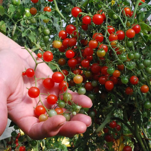 120+ Sweet Pea Currant Tomato Seeds —- TINY — 1000’s of Tomatoes —— RARE